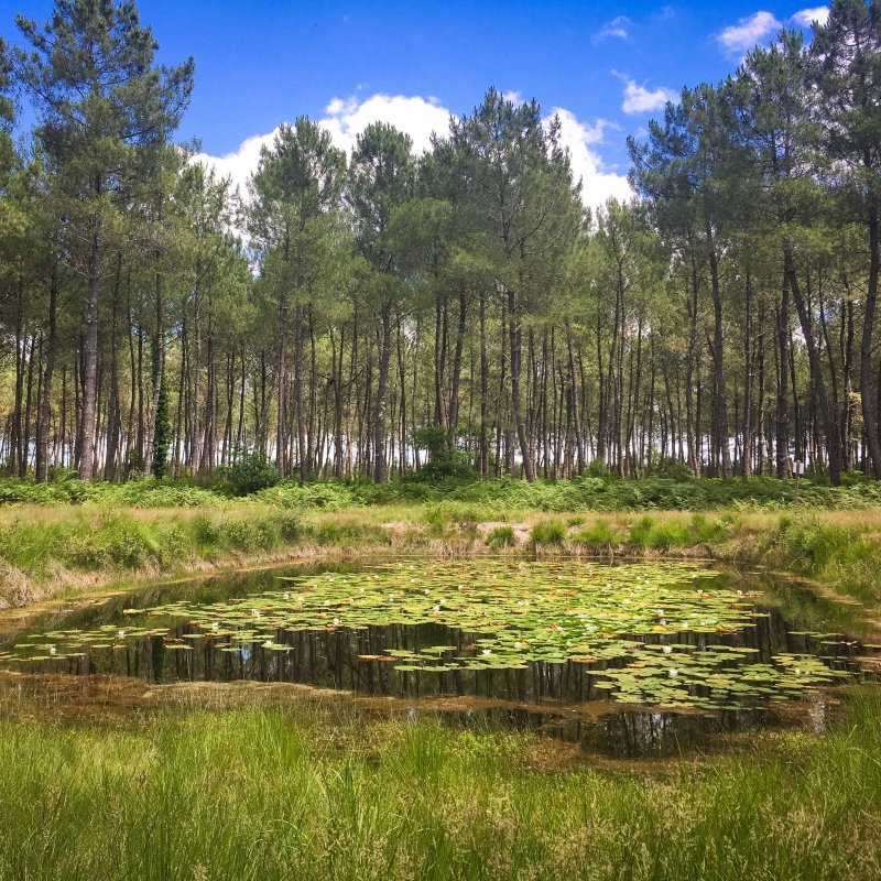 Les lagunes du Mdoc