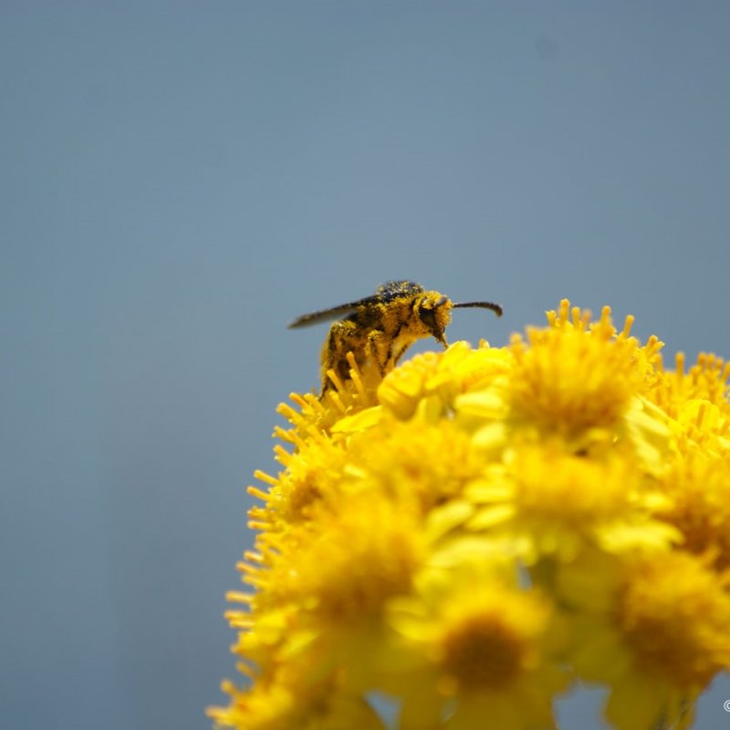 Les pollinisateurs dans ma commune