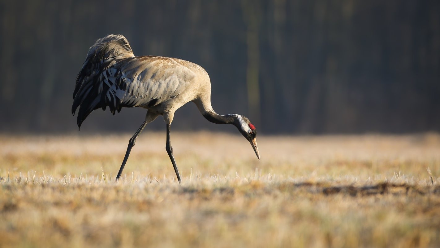 Zones agricoles et gestion de leau - observation des grues cendres