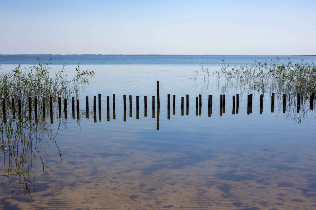 Lincroyable biodiversit du lac dHourtin