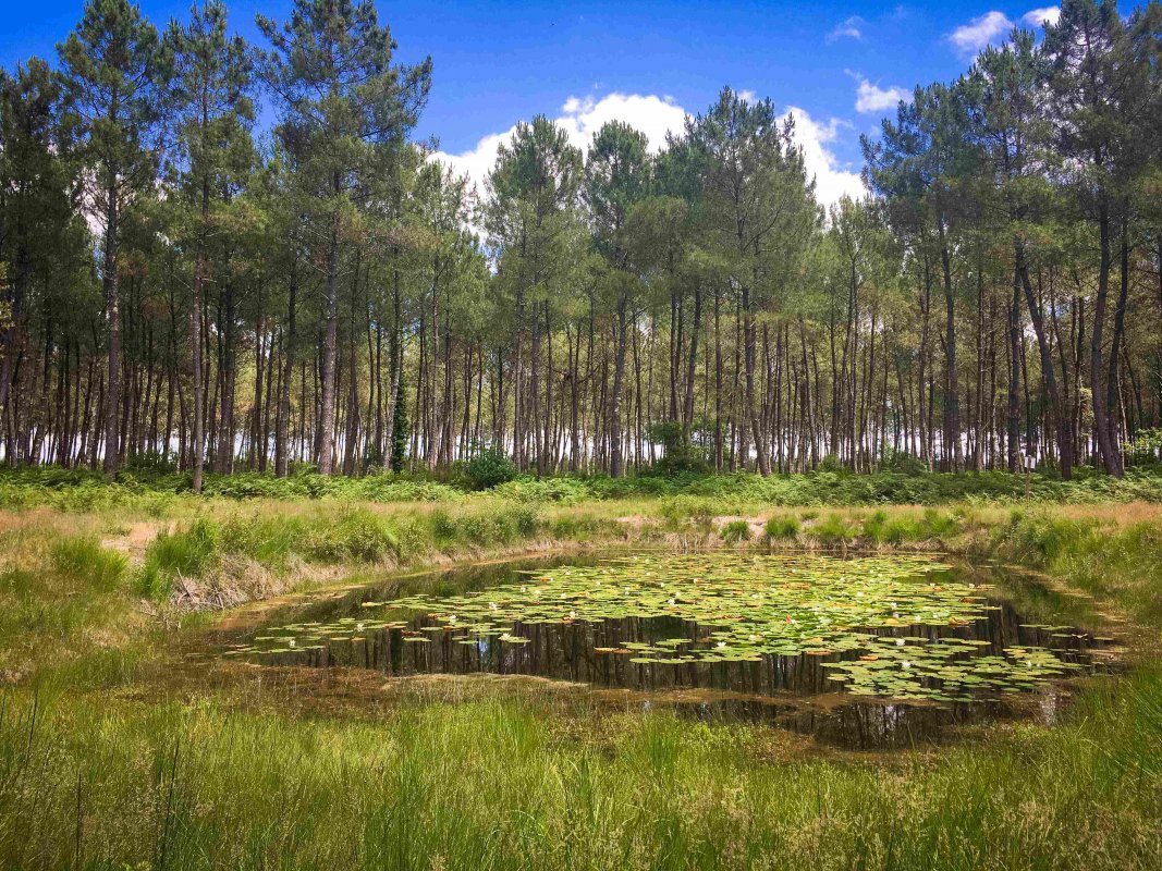 Une lagune au cur du massif forestier