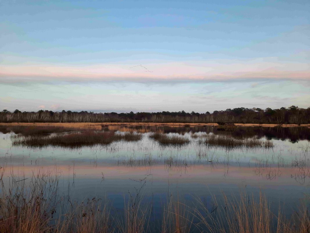 Les marais du Gnac et du Montaut : richesses naturelles, gestion et grues au dortoir