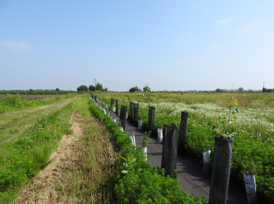 La renaissance du Marais d'Olives