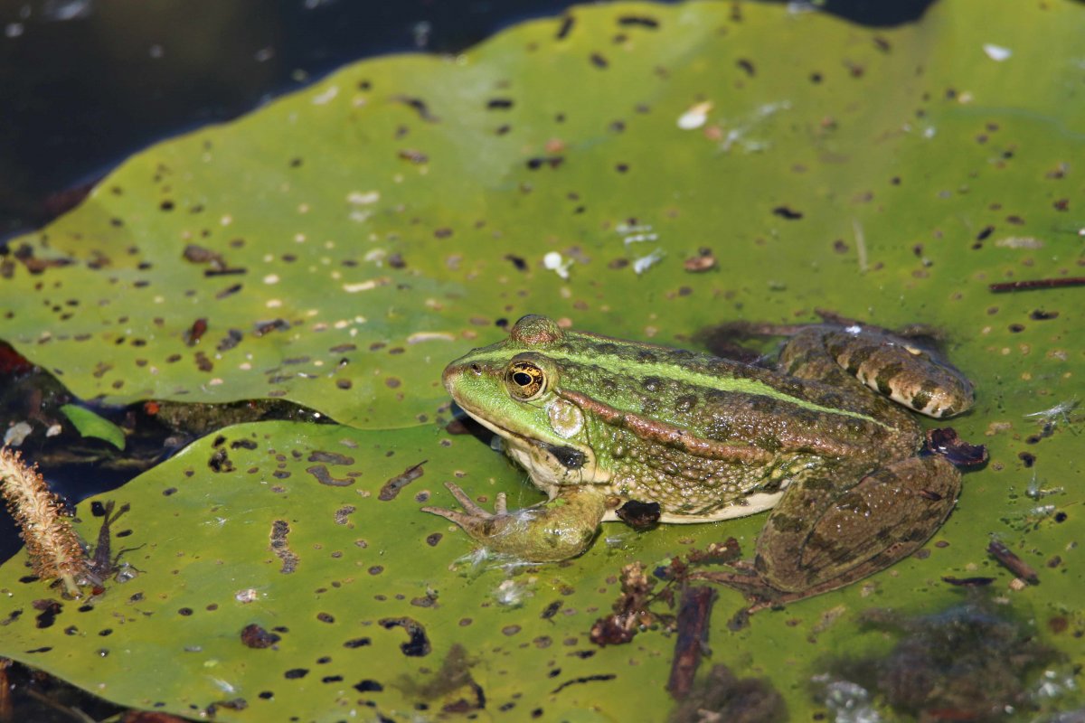 Les amphibiens des lagunes forestires  la nuit tombe