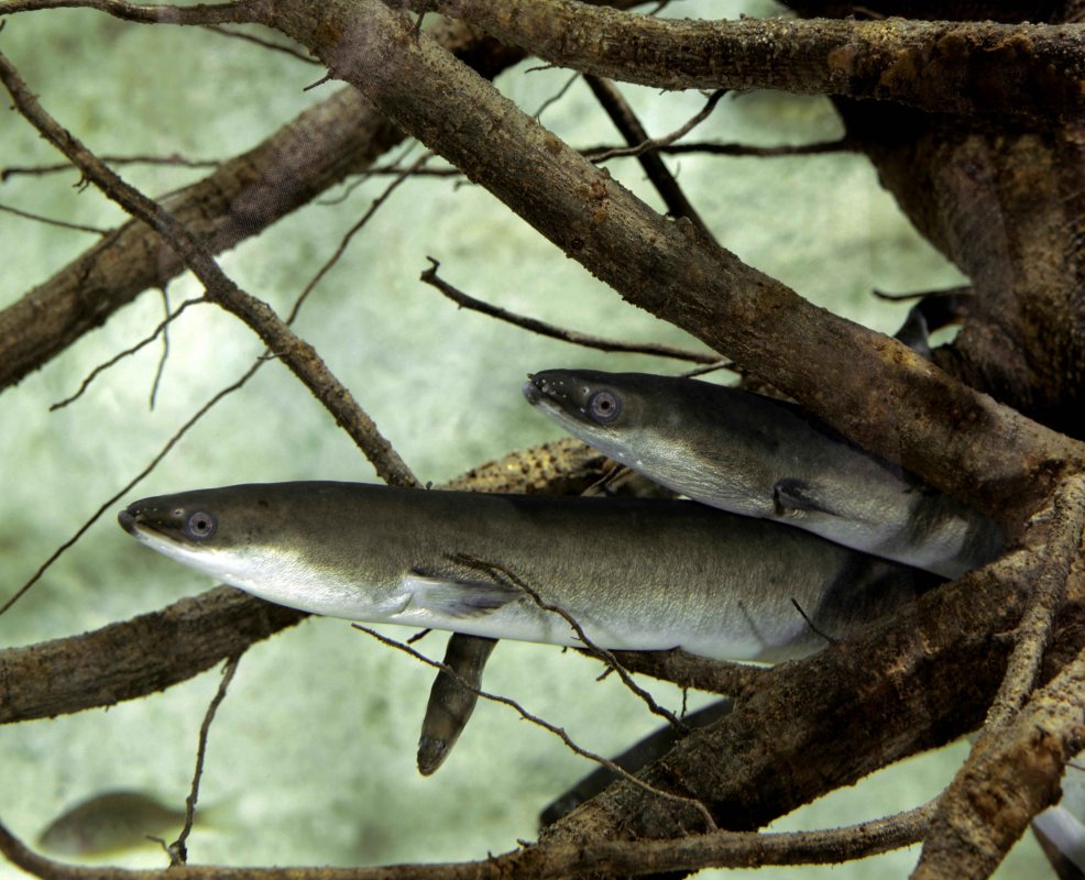 La migration des anguilles sur le canal des tangs